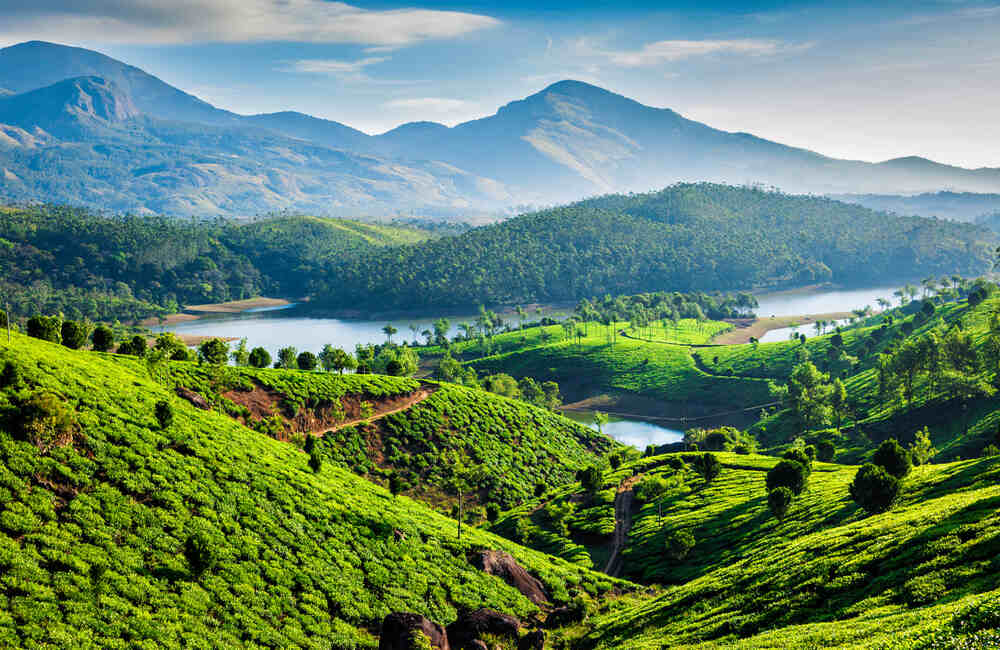 Tree Houses in Munnar