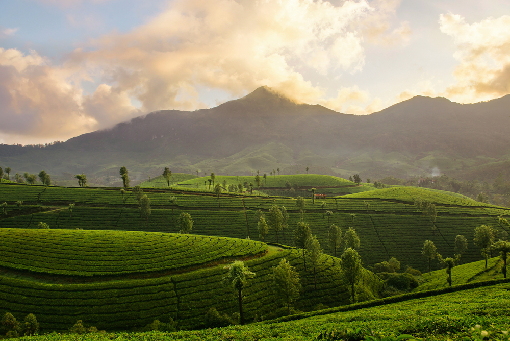 Tea Gardens of Munnar, India