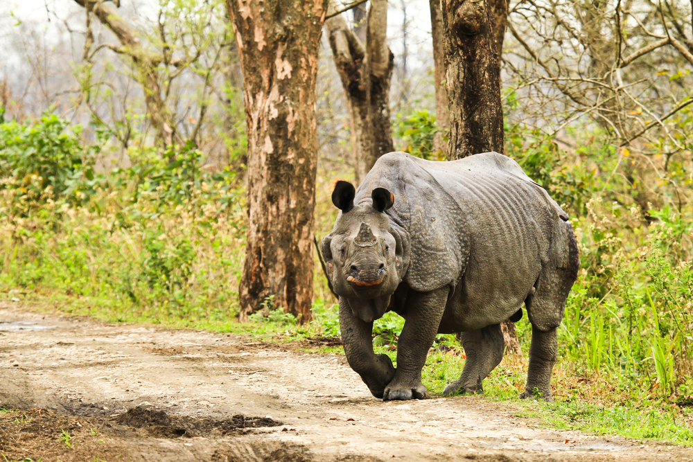 Kaziranga National park, India