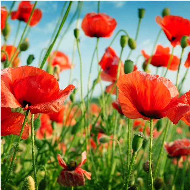 banner-image