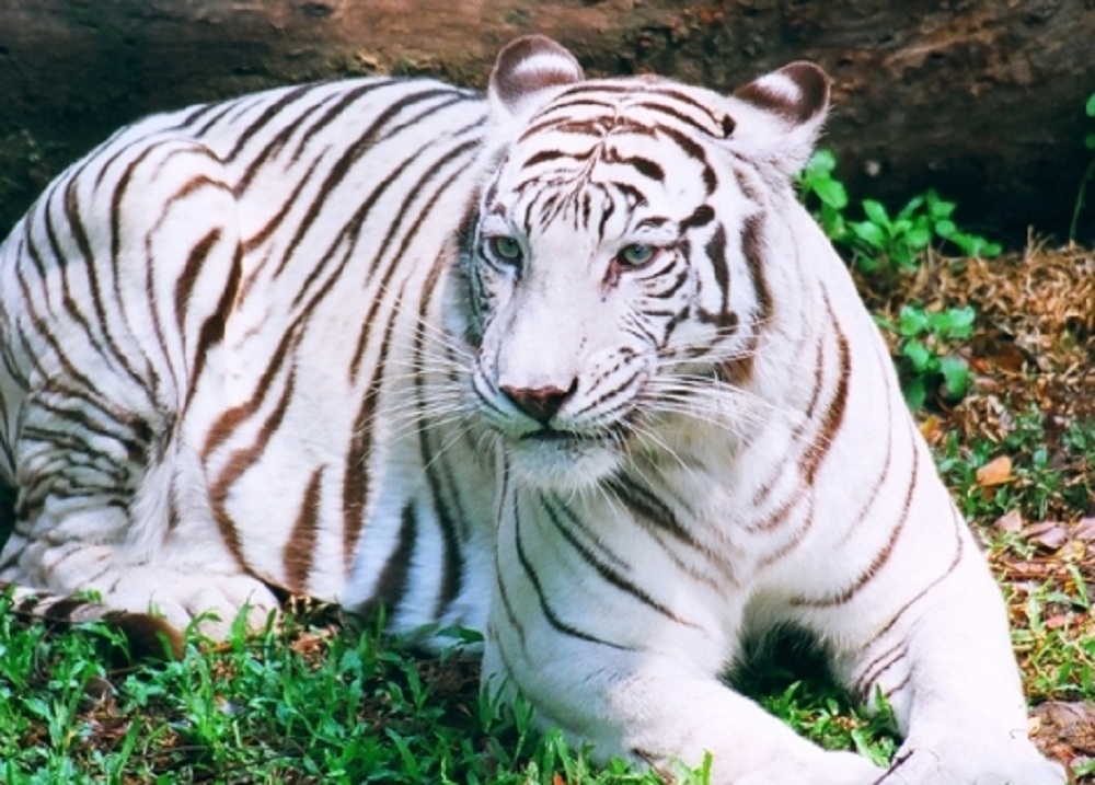 Royal Bengal Tiger in the Mangrove Forests of Sunderbans