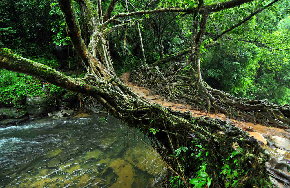 Living Root Bridge in Mawlynnong, Meghalaya