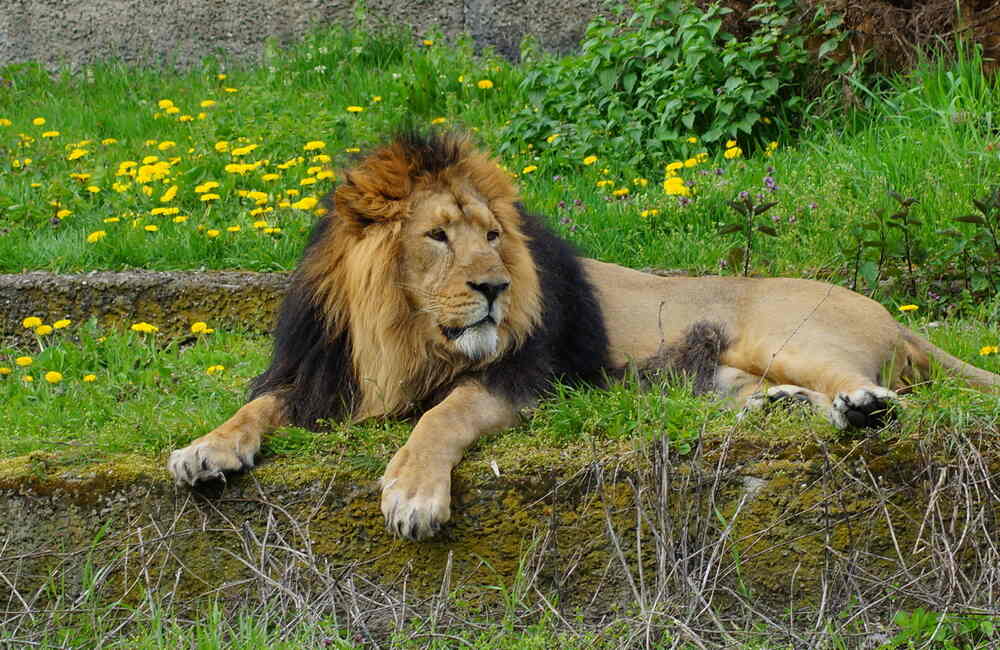 Gir National Park