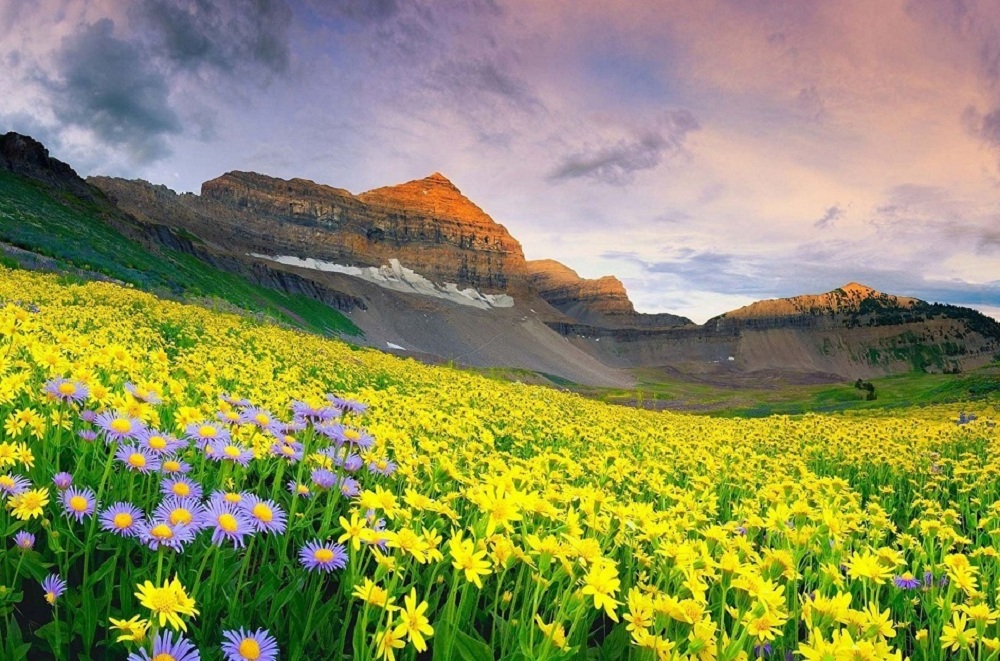 Valley of Flowers