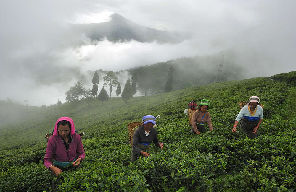 tea gardens of Jorhat, Assam