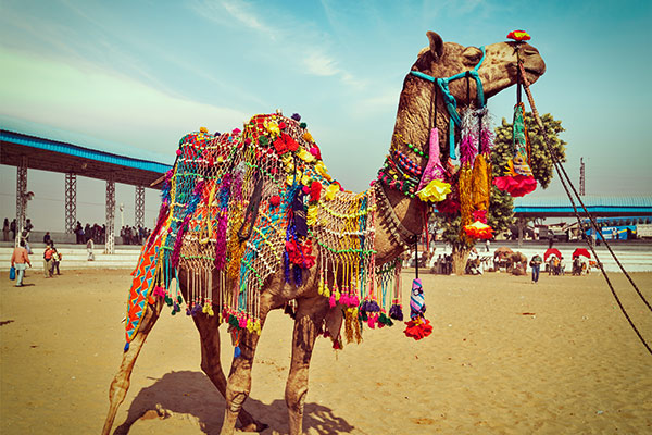 A Handy Guide to Pushkar Fair 2019