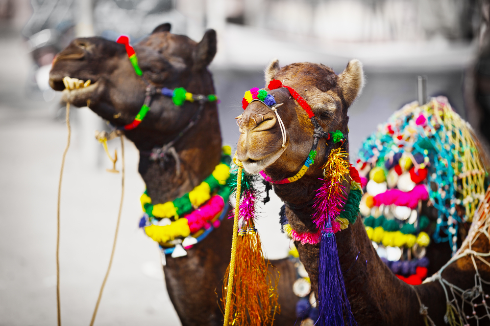 Pushkar Camel Fair 2020 | Pushkar Fair 2020 Pushkar Camel Fair 2020 | Pushkar Fair 2020