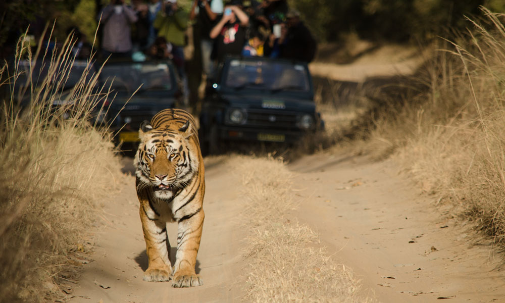 Sunderban Tiger Reserve