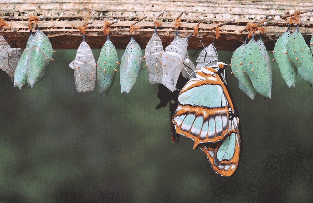 Capturing colorful Butterflies