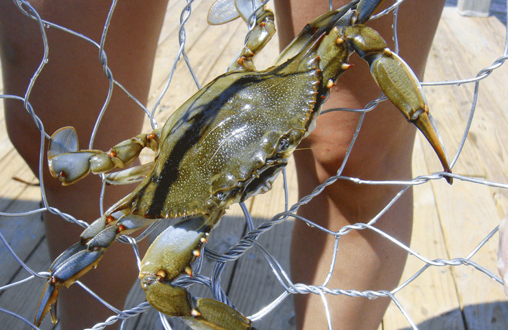 Crab Catching