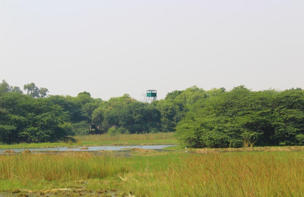 Sultanpur Bird Sanctuary, Gurgaon