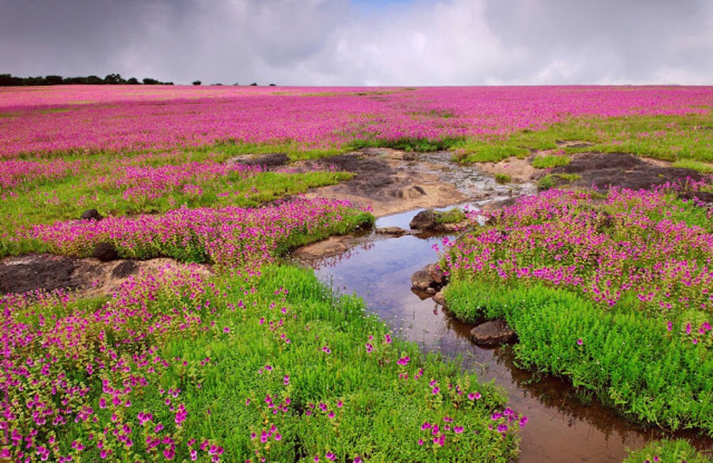 Kaas Plateau | Weekend Getaways near Pune within 200 km