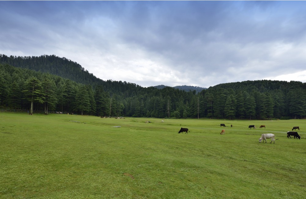 Khajjiar | Hill Stations near New Delhi