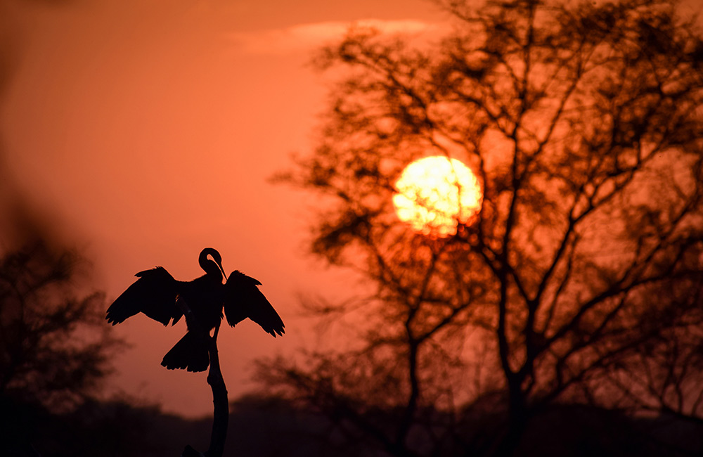 Keoladeo Ghana National Park