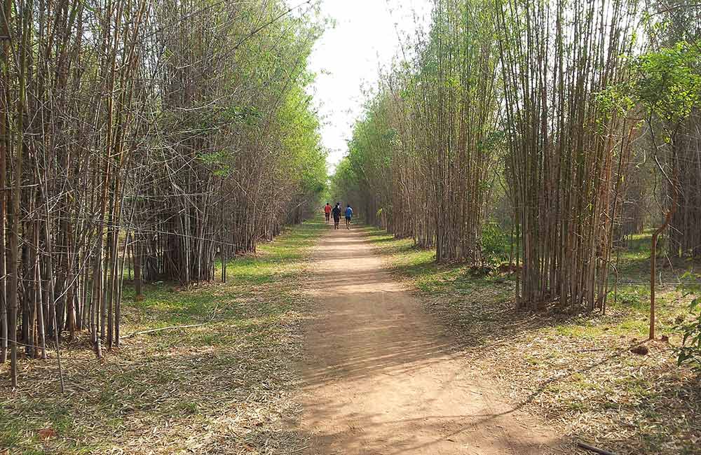 Hennur Bamboo Forest | #3 of 3 Things to do near Bangalore Airport