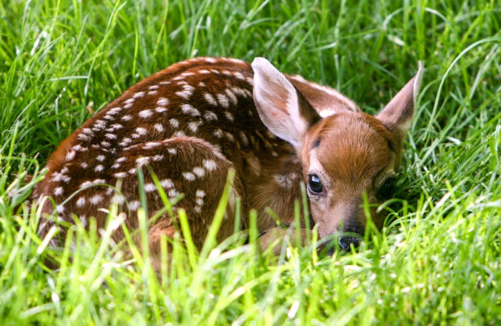 Malsi Deer Park | Places to visit in Dehradun