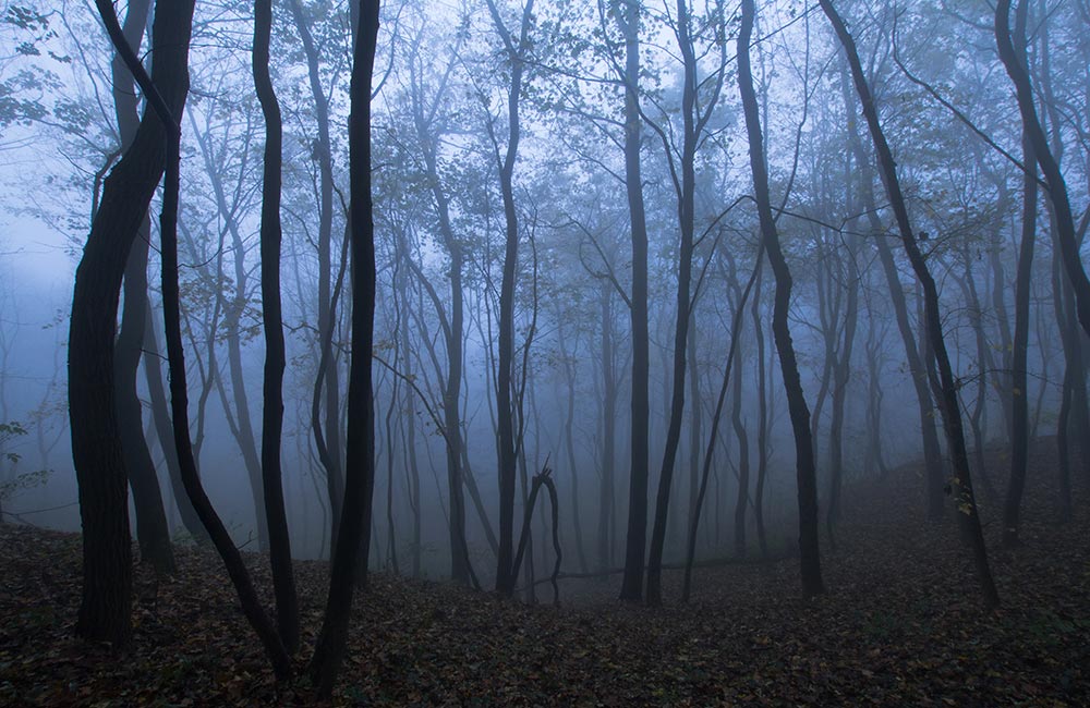 Sanjay Van | Haunted Places in Delhi