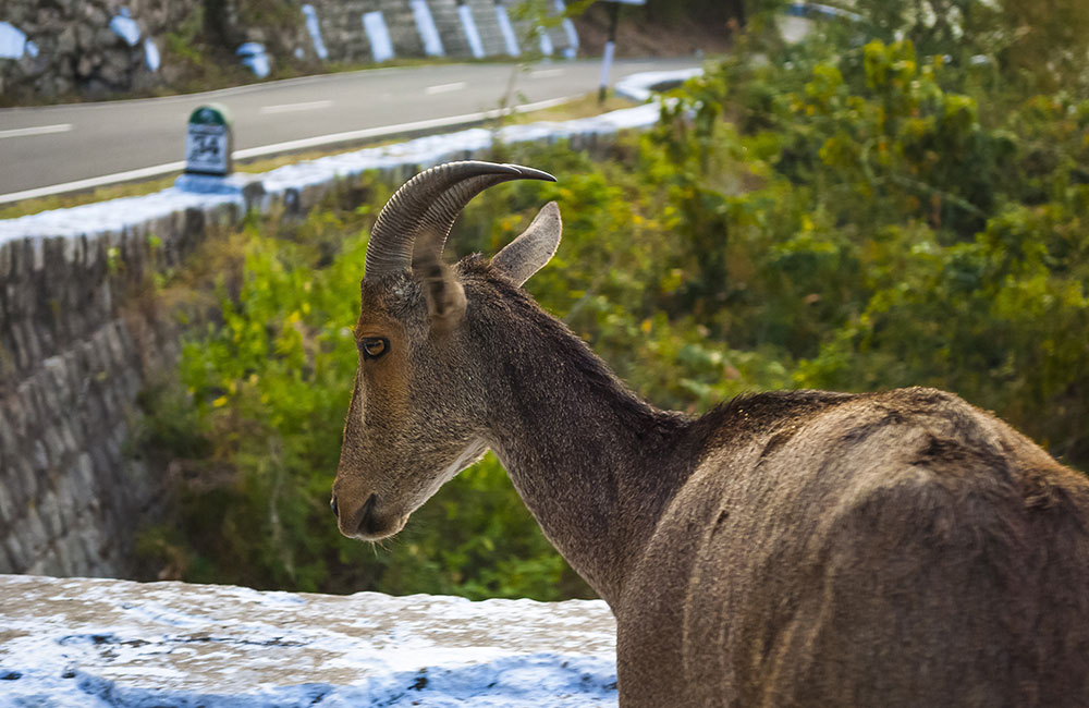 Valparai | Hill Stations near Chennai within 600 km