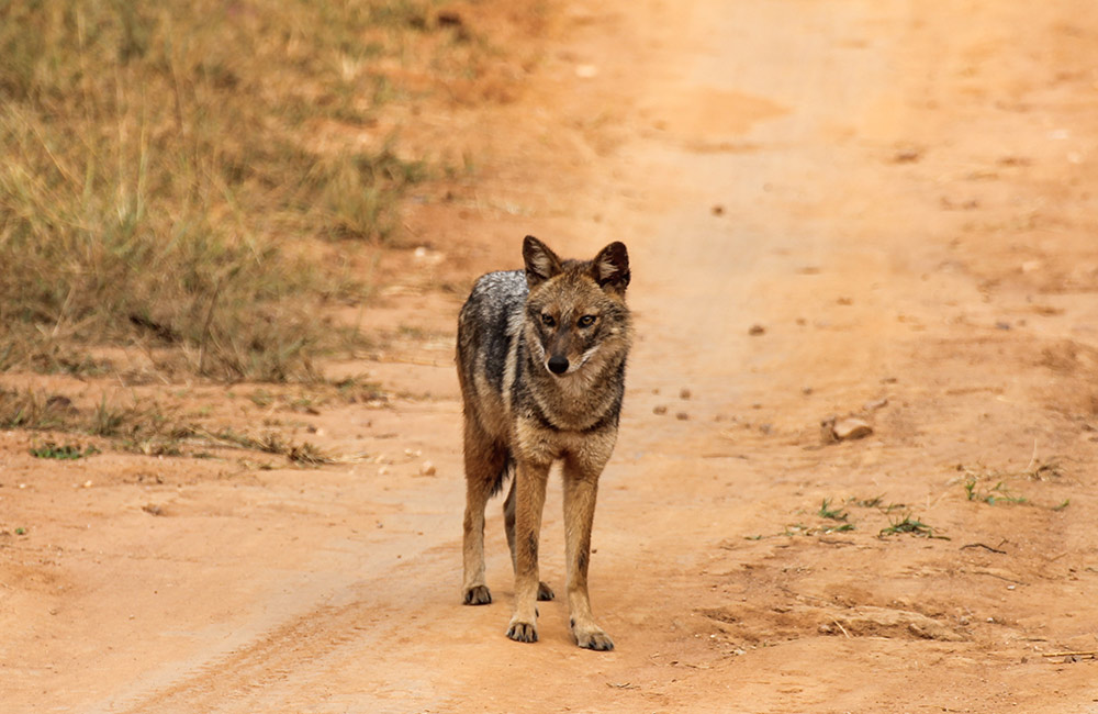 Van Vihar National Park | Best Places to Visit in Bhopal