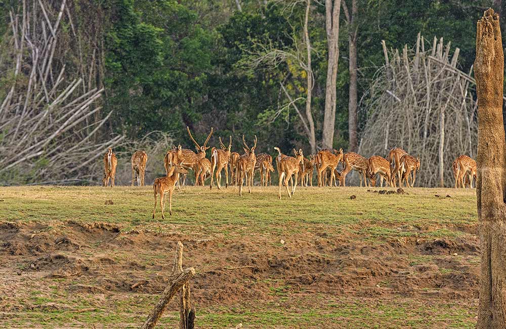 Kabini