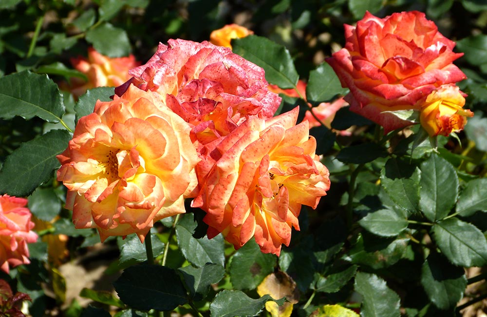 Zakir Hussain Rose Garden, Chandigarh