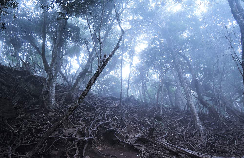 Guna Cave or Devil’s Kitchen, Kodaikanal