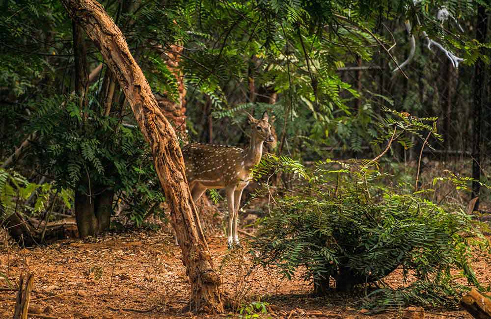 Indira Gandhi Zoological Park, Visakhapatnam