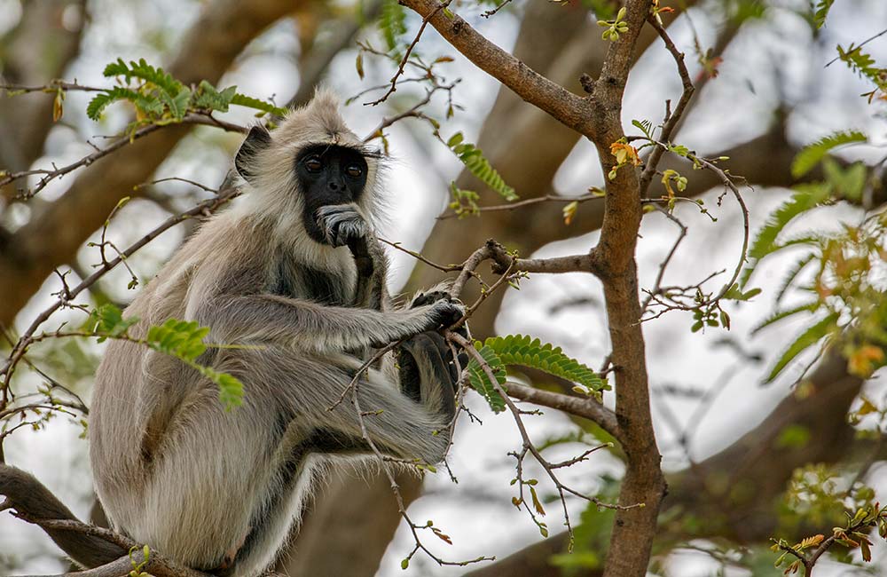 Chinnar Wildlife Sanctuary | Best Places to Visit on Munnar Tour