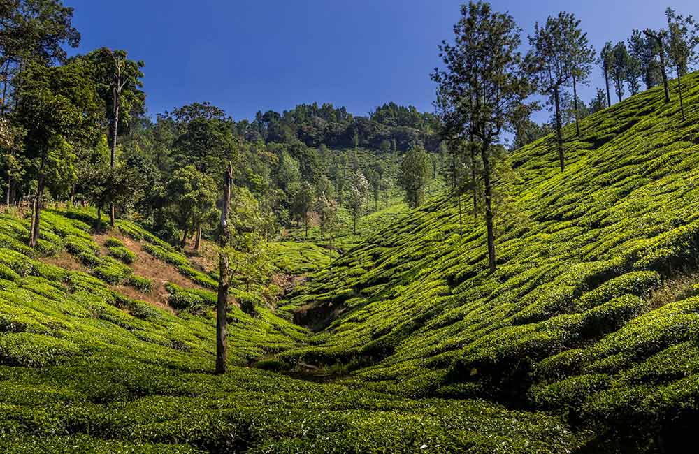 Doddabetta Tea Factory,Ooty