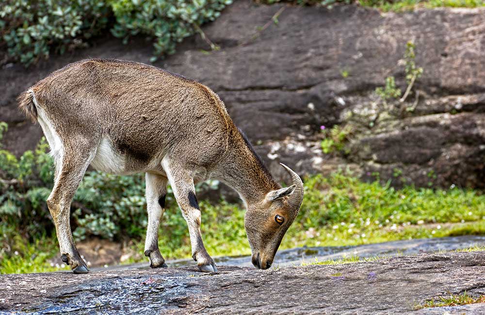 Eravikulam National Park, Kerala