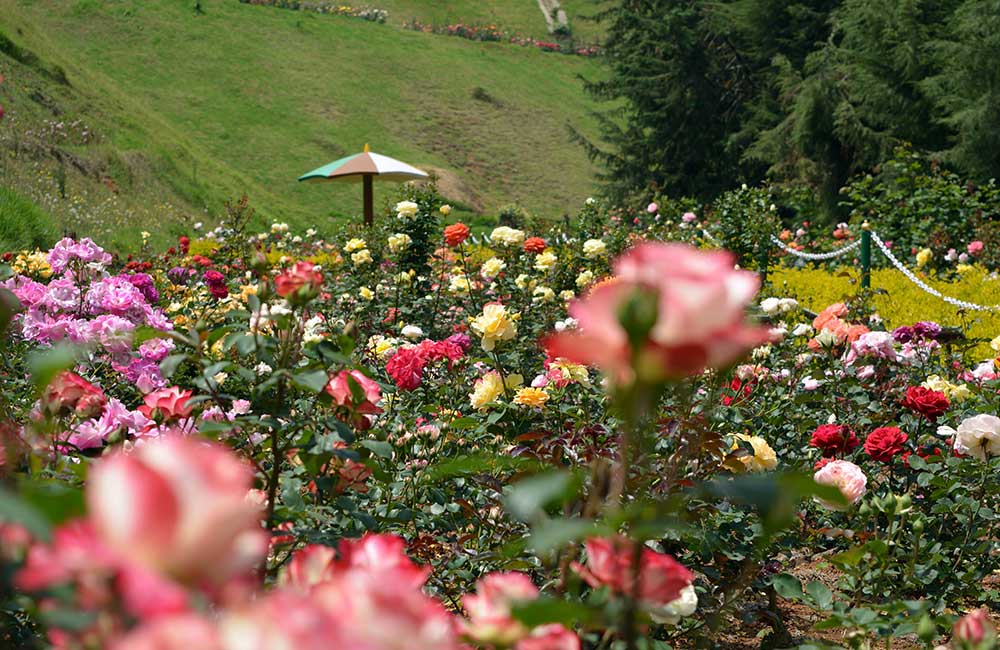 places to visit near rose garden ooty