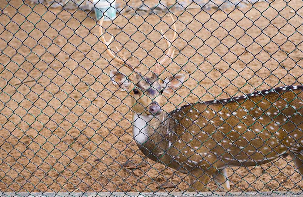 Guindy National Park, Chennai