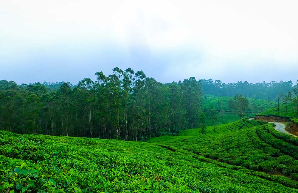 Kolukkumalai Tea Estate | Best Places to Visit on Munnar Tour