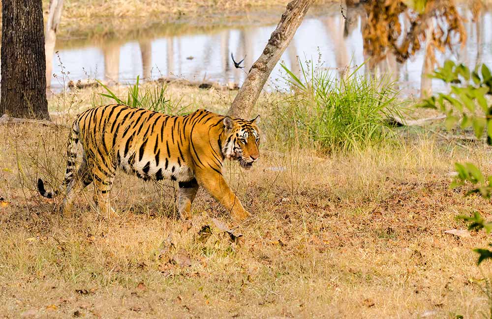 Pench National Park | Picnic Spots near Nagpur