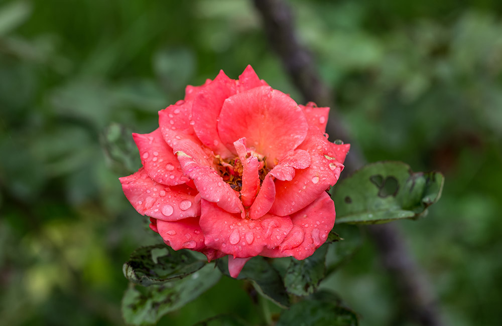 Rose Garden | Best Places to Visit on Munnar Tour