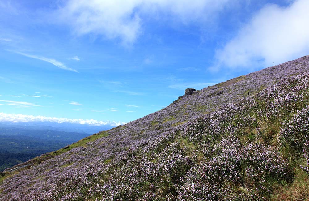 Top Station | Best Places to Visit on Munnar Tour