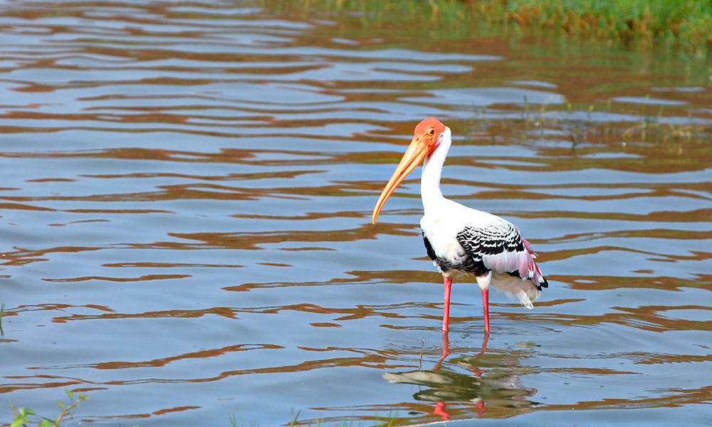 Ukkadam-Valankulam Lake | tourist places in Coimbatore