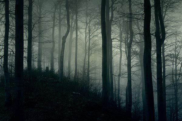 banner-image