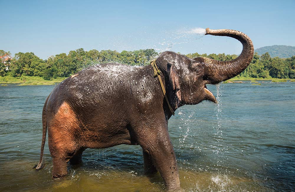 Kodanad Elephant Sanctuary, Kochi