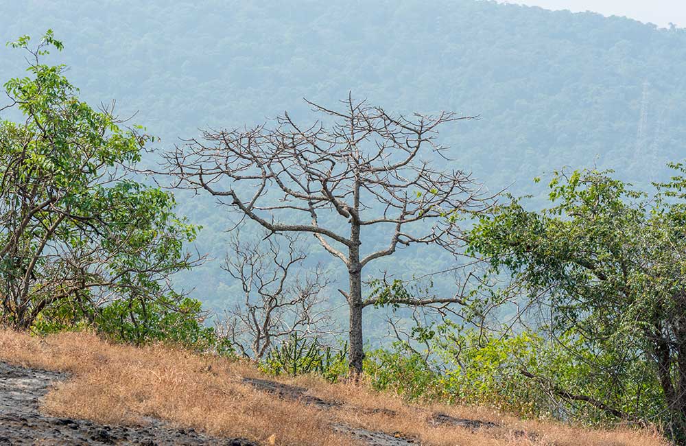 Sanjay Gandhi National Park | Among the best picnic spots in Mumbai