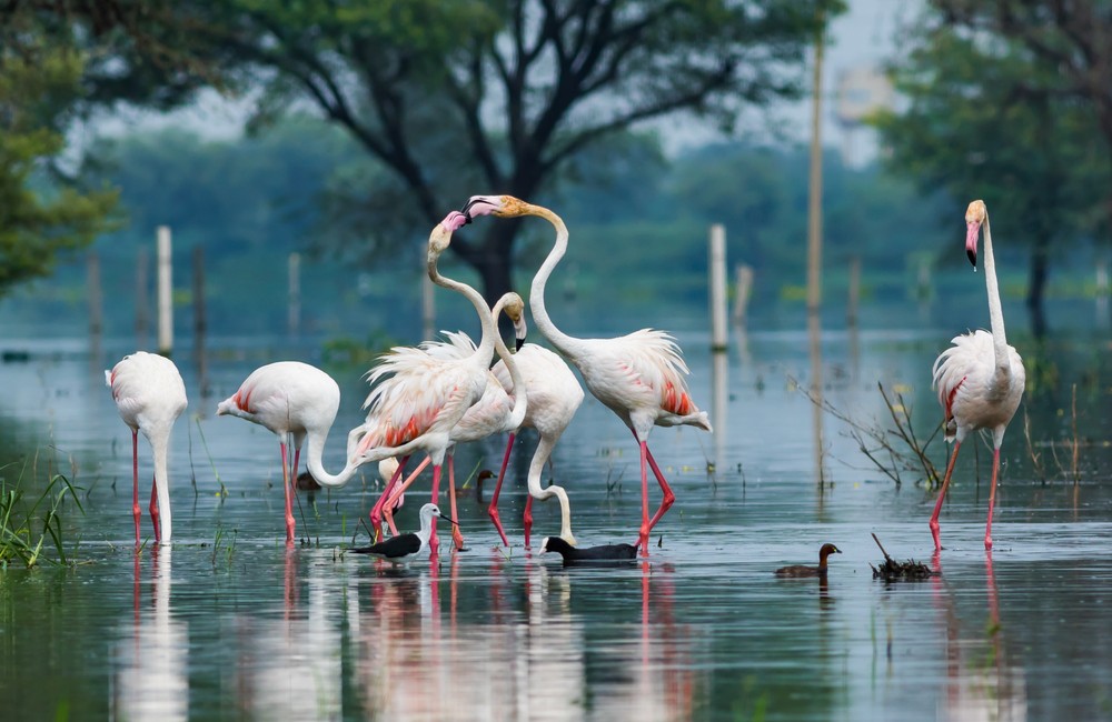 Keoladeo National Park