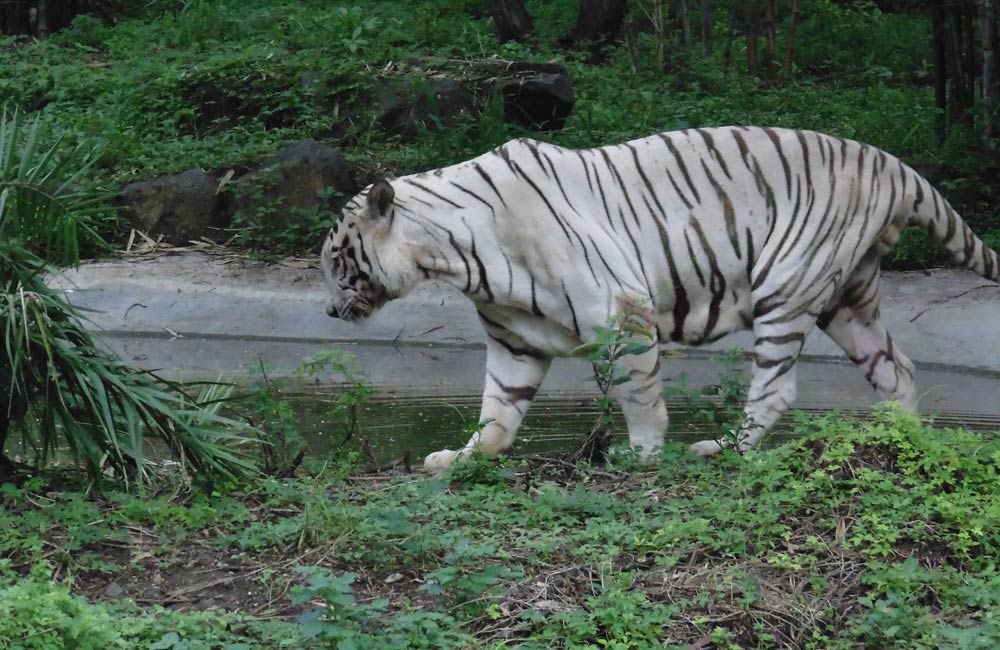 Rajiv Gandhi Zoological Park (#3 of 5 One Day Picnic Spots in Pune)