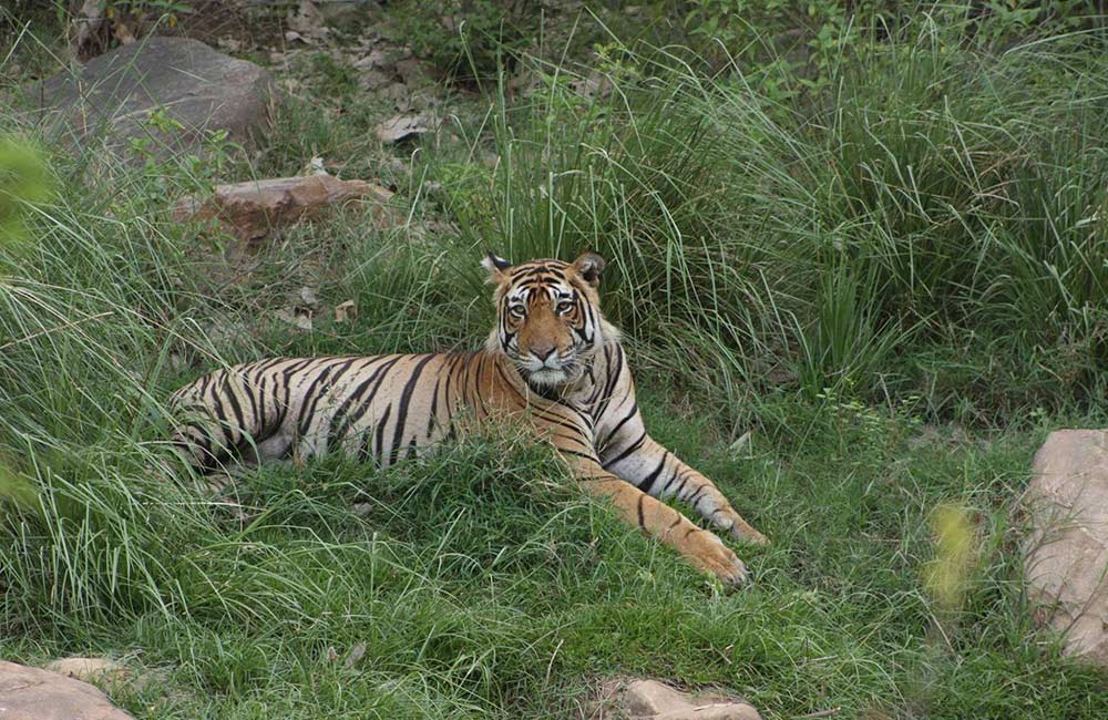 Sariska Tiger Reserve