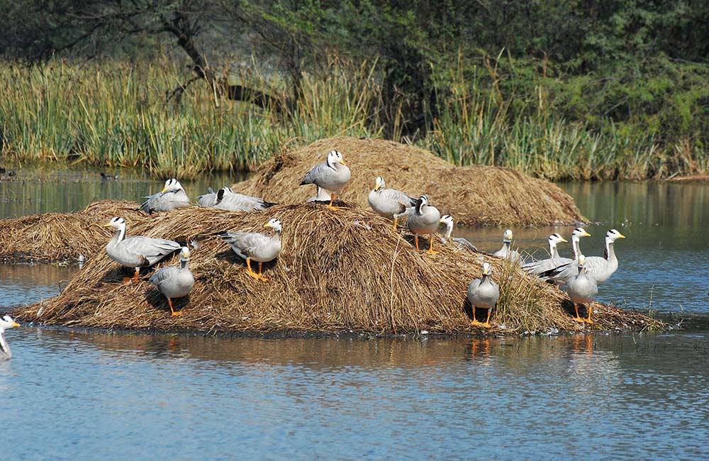 Sultanpur National Park