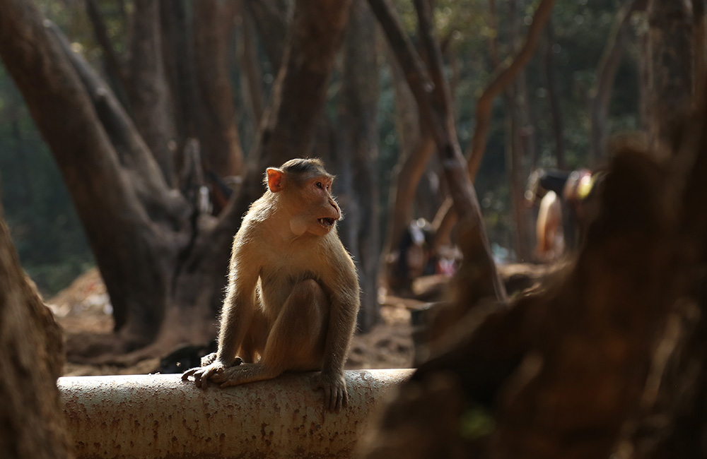 Veermata Jijabai Bhosale Zoo | Mumbai