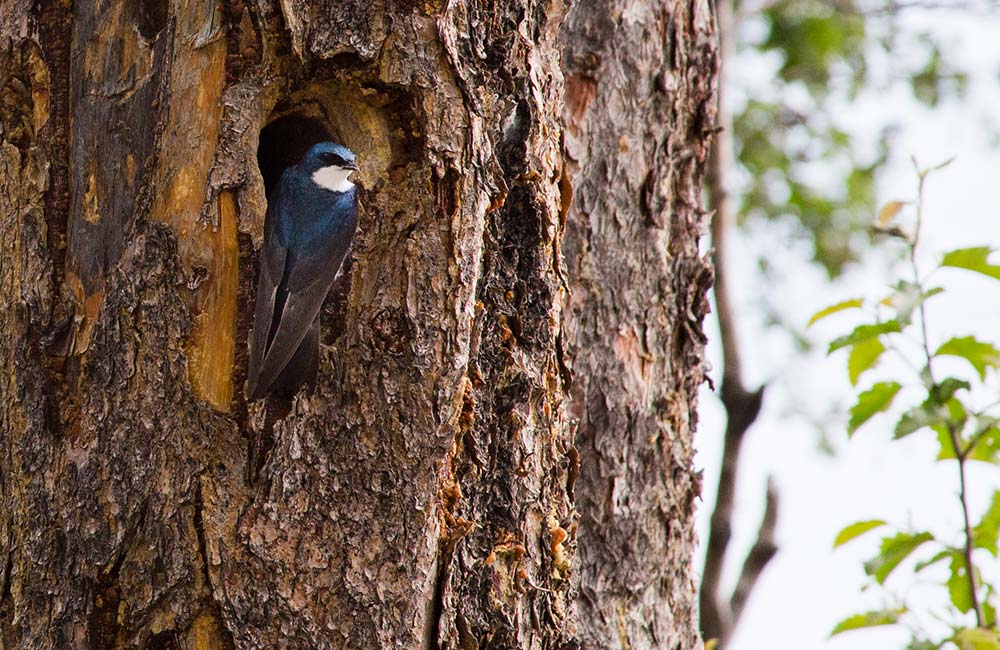 Galibore Nature Camp | team outing places near Bangalore