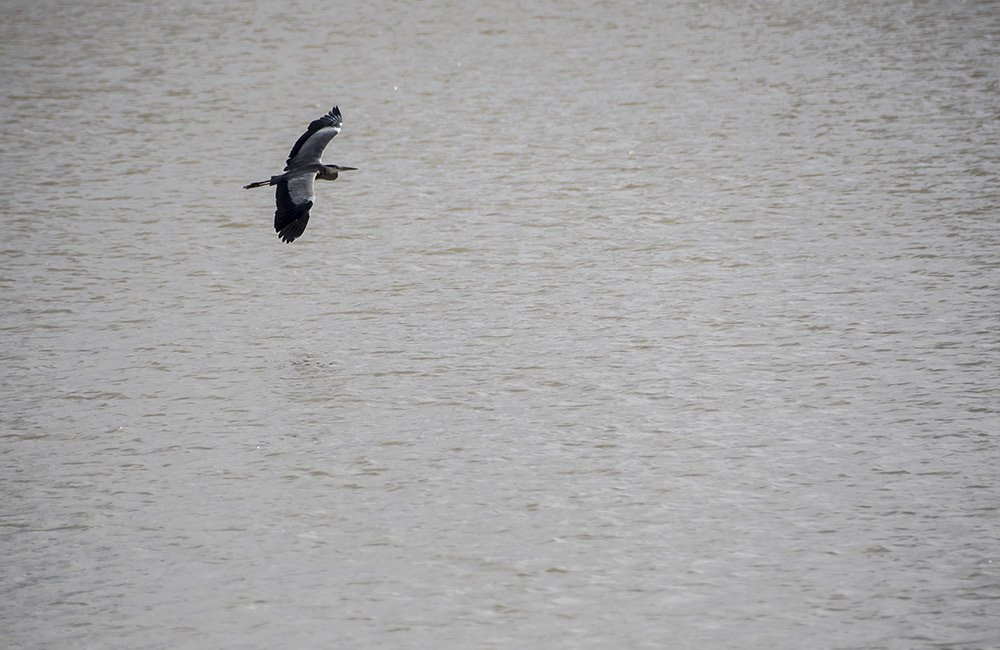 Hebbal Lake