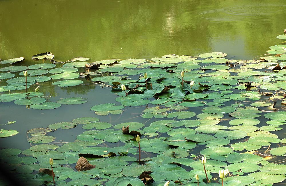 Kengeri Lake