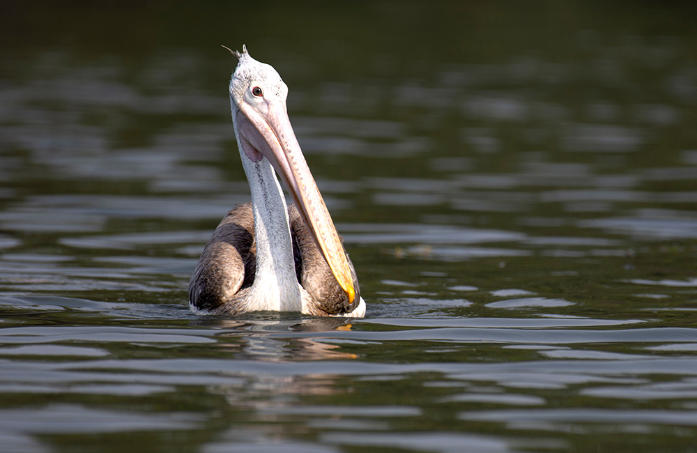 Kaikondrahalli Lake