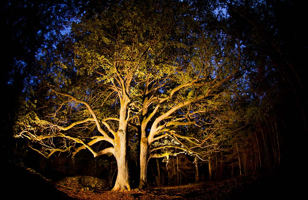 Haunted Tree in Chandkheda